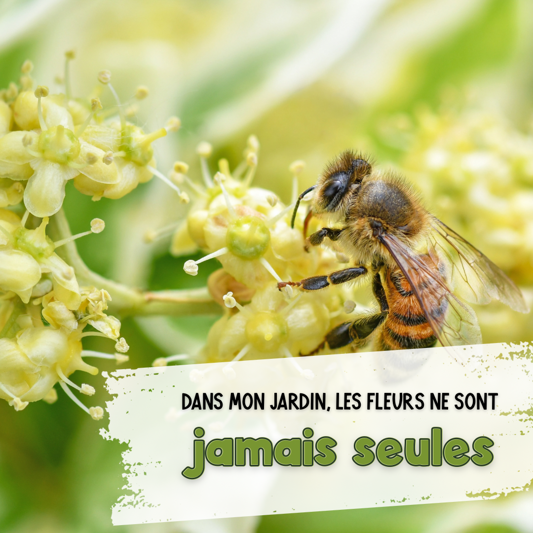 Dans mon jardin, les fleurs ne sont jamais&nbsp;seules